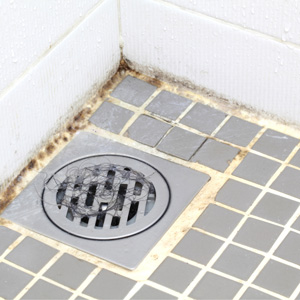 mold in shower